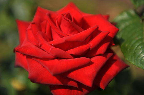 110518 hana 7 DSC_8257.jpg